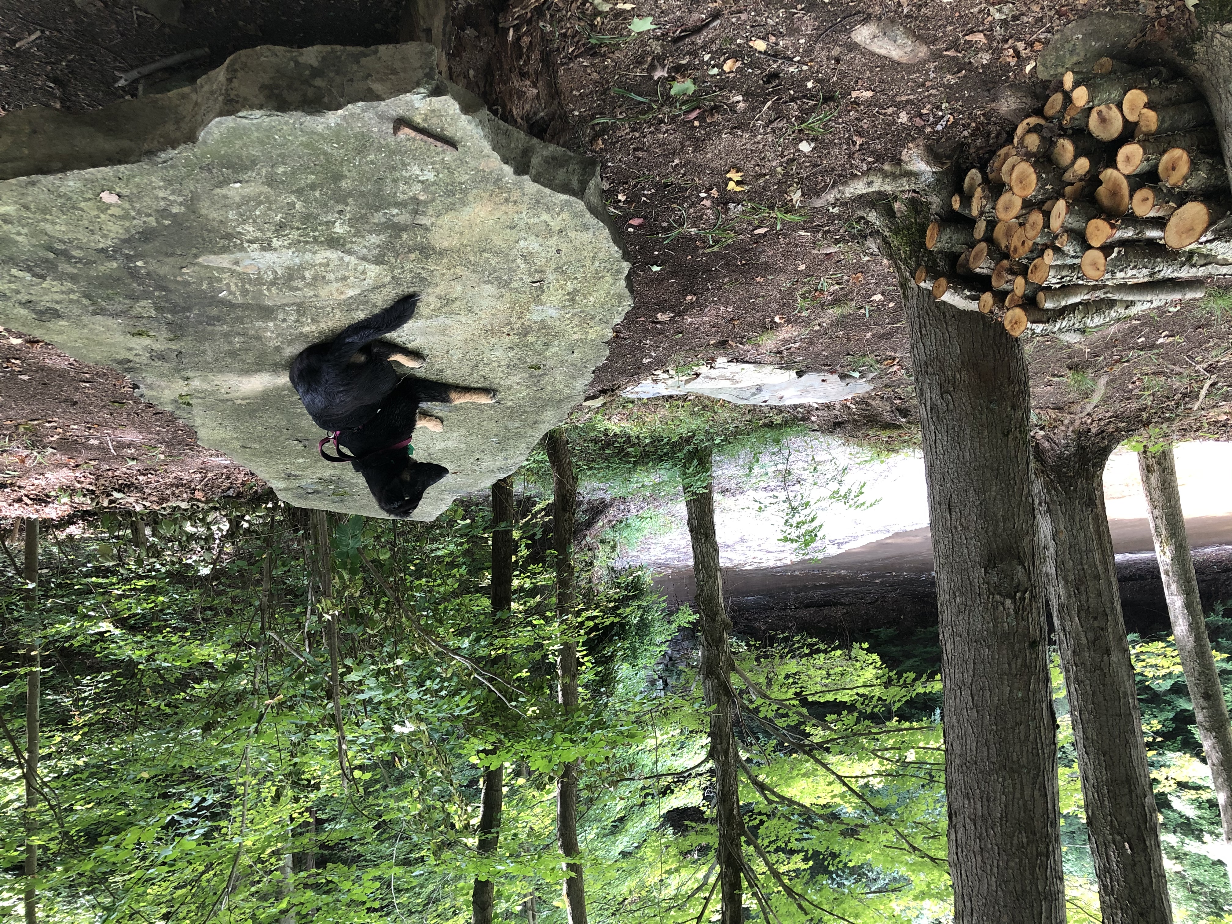 Creekside campsite: forest, stone slab, and stream view at Eriegrove